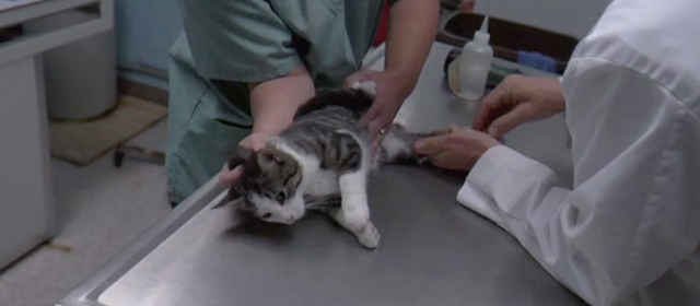 Francine - tabby and white cat on operating table