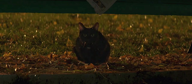 French Exit - black cat Small Frank under bench in park