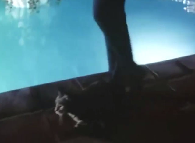 From the Dead of Night - tabby cat being tripped over by pool