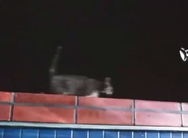 From the Dead of Night - tabby cat running alongside pool