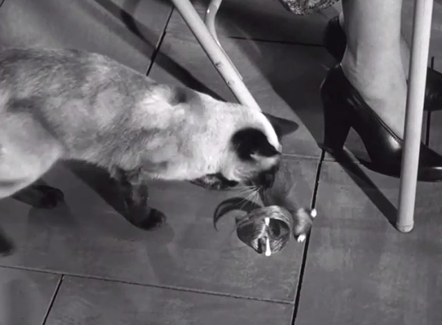 The Fuller Brush Girl - Siamese cat Screwball playing with springy hair on curlers