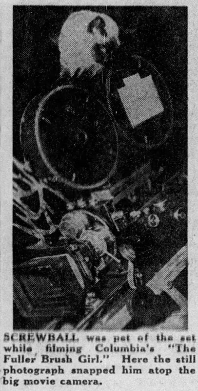 The Fuller Brush Girl - Siamese cat Screwball on top of movie camera on set article