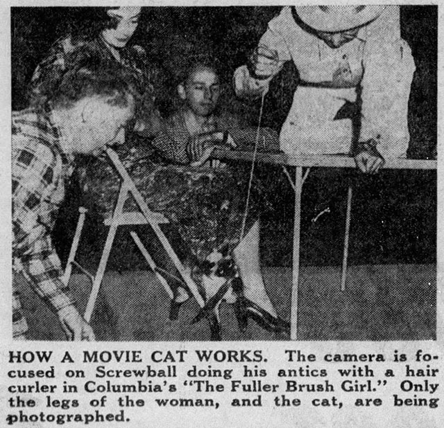 The Fuller Brush Girl - Siamese cat Screwball working on set article