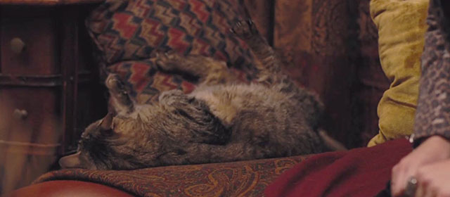 Fun Size - brown tabby cat Tolstoy lying on couch