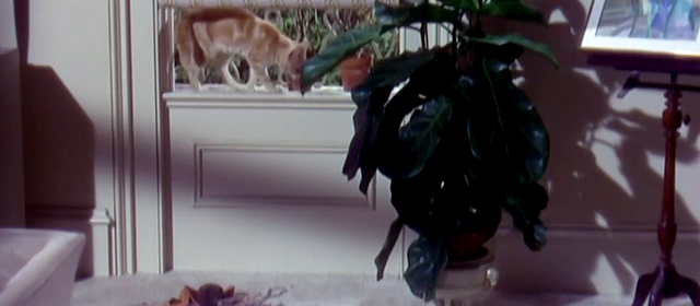 Games - ginger tabby cat Valentino on window sill after knocking off potted plant