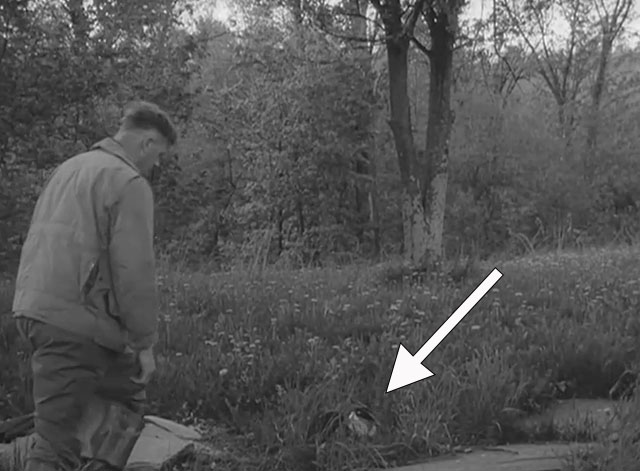 Game Warden - longhair tuxedo cat in grasses as Brian Burgin approaches