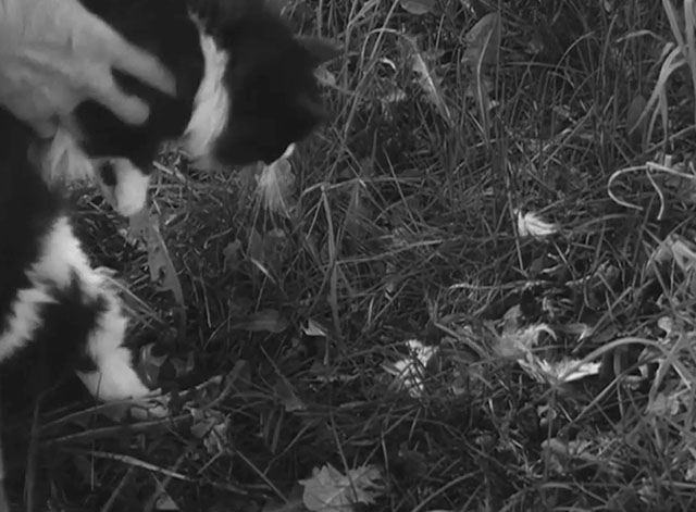 Game Warden - longhair tuxedo cat being lifted away from feathers in grass