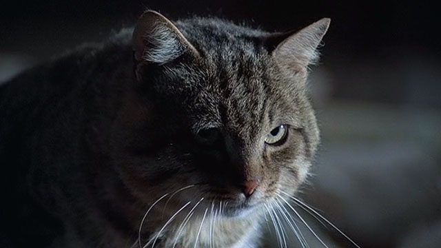 Il Gatto - brown tabby cat close up