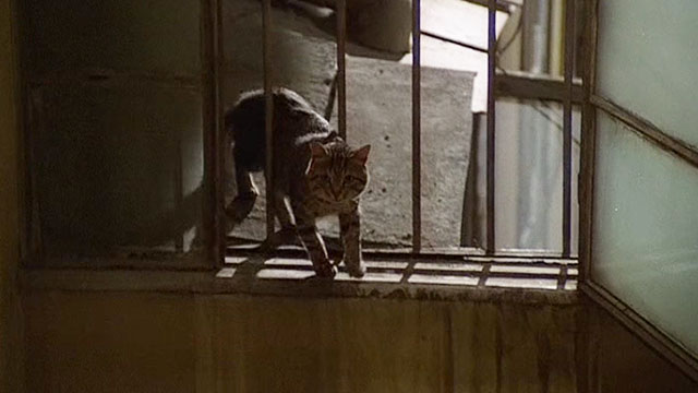 Il Gatto - brown tabby cat climbing through railings