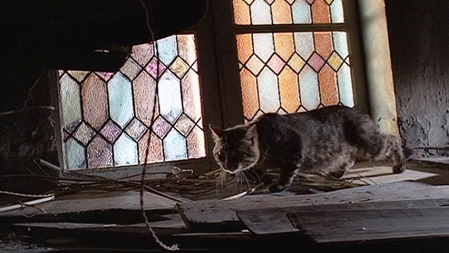 Il Gatto - brown tabby cat passing by window