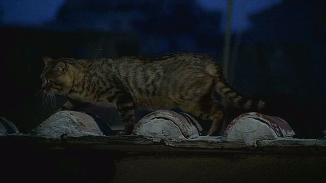 Il Gatto - brown tabby cat running across rooftop