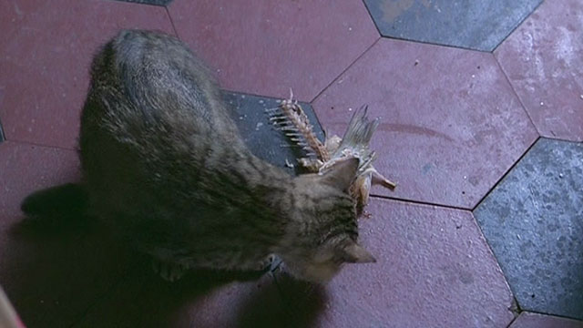 Il Gatto - brown tabby cat looking at fish bones on floor