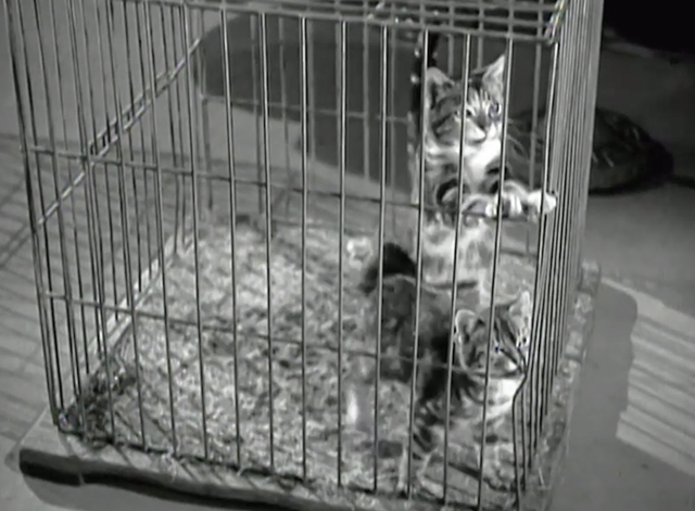 The Ghost Comes Home - two tabby kittens in cage on floor