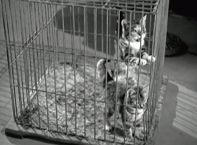 The Ghost Comes Home - two tabby kittens in cage on floor