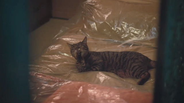 Ghost in the Shell - tabby cat Pumpkin lying on plastic covered futon