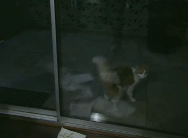 Ghostwatch - ginger and white tabby cat outside sliding glass doors