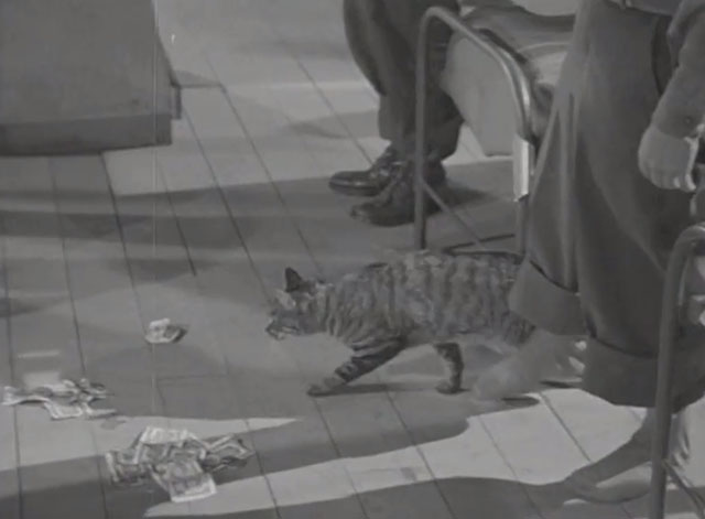 Go For Broke - tabby cat slinking across in barracks