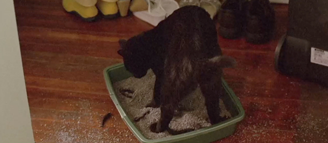 Grace - black cat Jonesy in dirty litter box