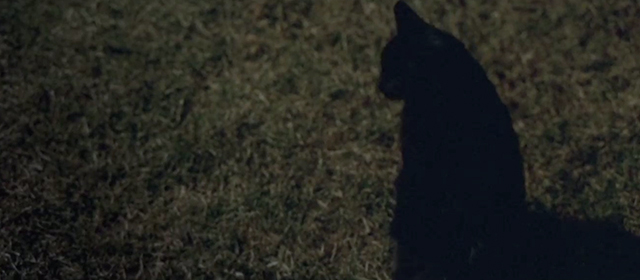 Grace - black cat Jonesy sitting on lawn outside house