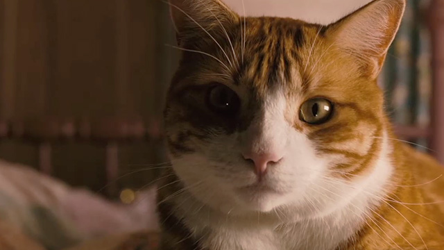 The Grand Seduction - orange and white tabby cat close up