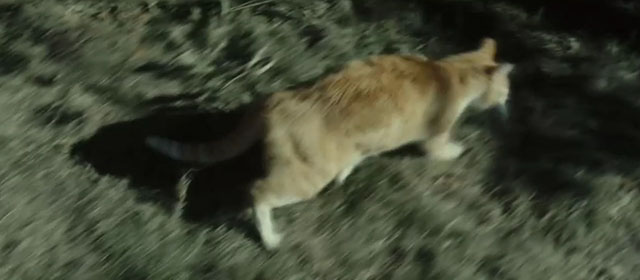 Gran Torino - ginger tabby cat running across lawn