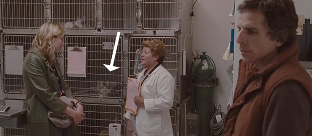 Greenberg - long haired tabby cat in cage in veterinarian's office