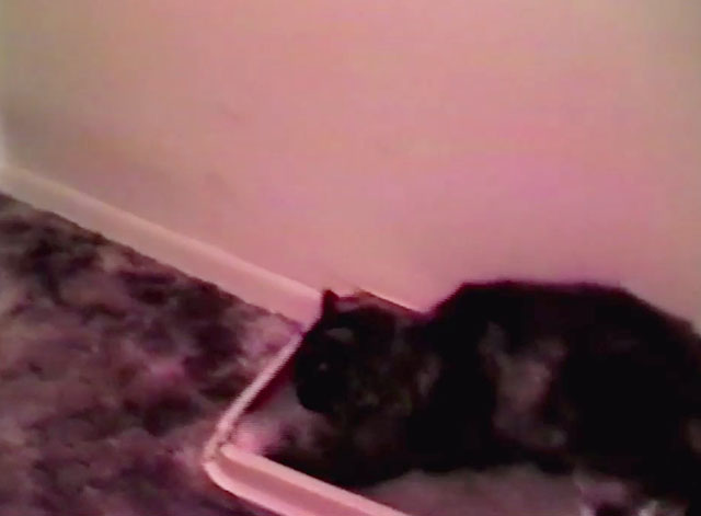 Hallucinations - longhair tortoiseshell and white cat in litter box