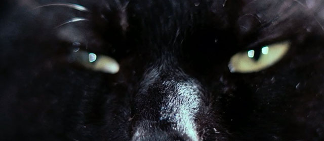 A Haunted Turkish Bathhouse - Bakeneko Toruko furo - extreme close up of black cat Kuro