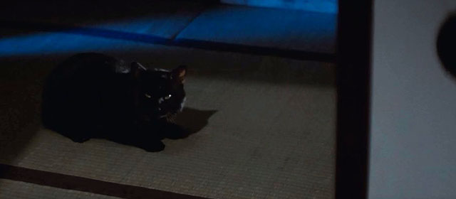 A Haunted Turkish Bathhouse - Bakeneko Toruko furo - black cat Kuro on tatami mat