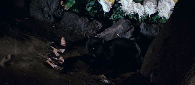 A Haunted Turkish Bathhouse - Bakeneko Toruko furo - black cat Kuro on ground outside