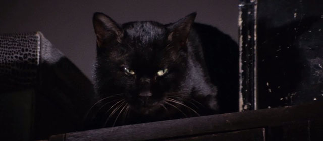 A Haunted Turkish Bathhouse - Bakeneko Toruko furo - black cat Kuro on high shelf