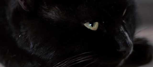 A Haunted Turkish Bathhouse - Bakeneko Toruko furo - close up of black cat Kuro