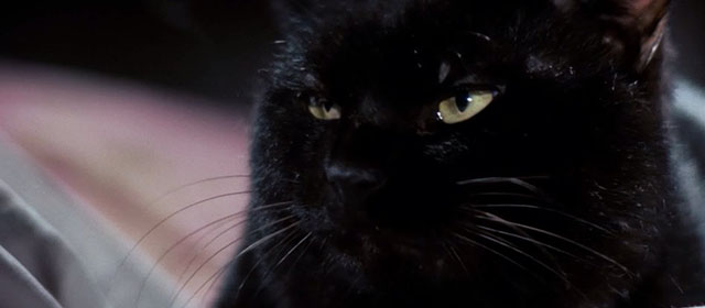 A Haunted Turkish Bathhouse - Bakeneko Toruko furo - close up of black cat Kuro