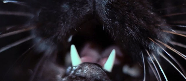 A Haunted Turkish Bathhouse - Bakeneko Toruko furo - extreme close up of black cat Kuro mouth