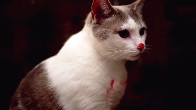 Hell's Kitty - white and gray cat Angel with blood on face