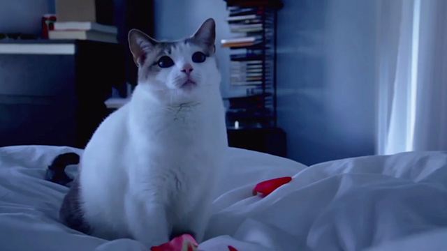 Hell's Kitty - white and gray cat Angel on bed