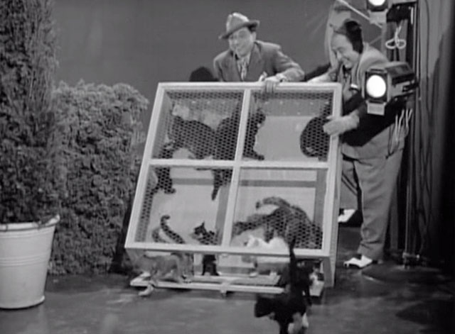 Hellzapoppin' - Ole Oleson and Chic Johnson dumping cats from crate