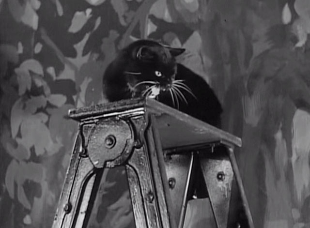 Hellzapoppin' - tuxedo cat hissing on top of ladder