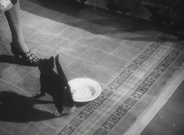 Here Come the Huggetts - black kitten with white paws and muzzle passing dish on floor