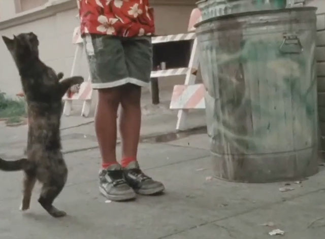 Hi Cat! - tortoiseshell cat Rip following Archie Brandon Adams down street