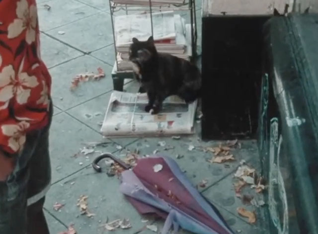 Hi Cat! - tortoiseshell cat Rip sitting on newspaper on ground
