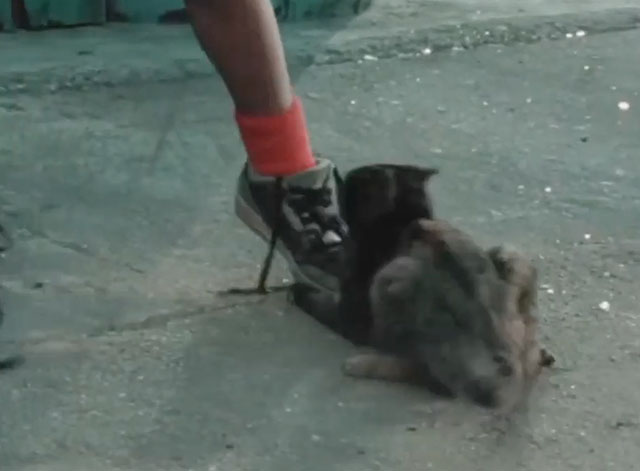 Hi Cat! - tortoiseshell cat Rip pulling at Archie's shoes