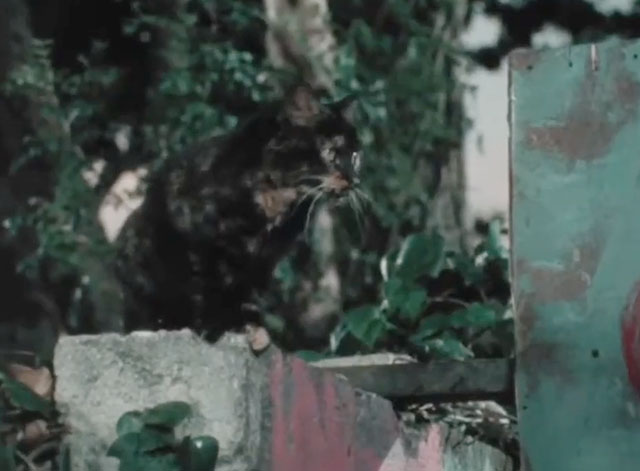 Hi Cat! - tortoiseshell cat Rip on fence