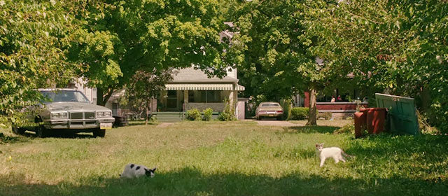 Hillbilly Elegy - ginger and white kitten with black and white kitten on lawn