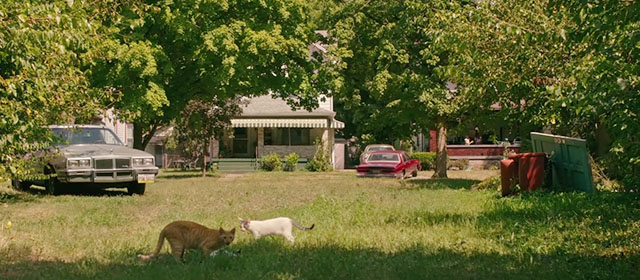 Hillbilly Elegy - ginger mama cat with ginger and white kitten with black and white kitten on lawn