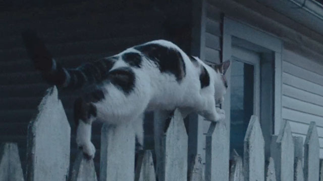 Holler - tabby and white cat walking along white picket fence