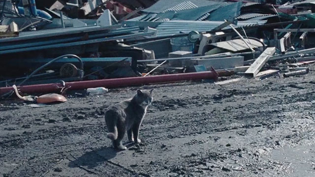 Holler - gray and white cat in junk yard