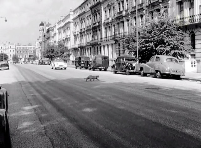 The Hostage - cat crossing road in front of car