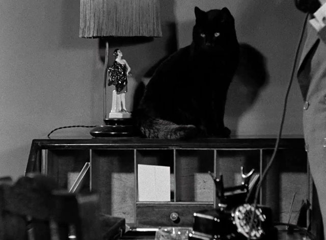 Hotel Splendide - black cat sitting on desk above by phone