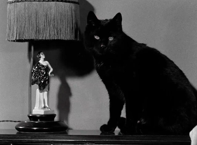 Hotel Splendide - black cat sitting on desk by lamp